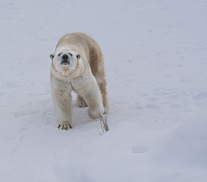 JBS 8219 by James Shedden Photography