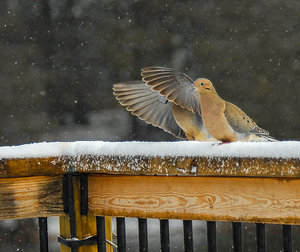  JBS9534 by James Shedden Photography