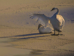 DSC 5806 2 by James Shedden Photography