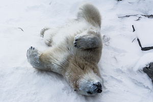 JBS 8390 by James Shedden Photography