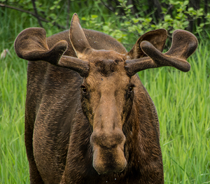 JBS 2500 by James Shedden Photography