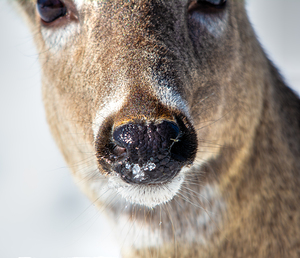 JBS 0540 by James Shedden Photography
