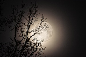 JBS 59702 by James Shedden Photography