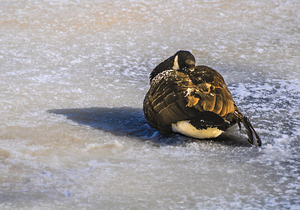 DSC 2285 by James Shedden Photography