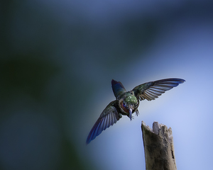 JBS 2832 by James Shedden Photography