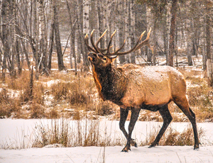 JBS 4996  by James Shedden Photography