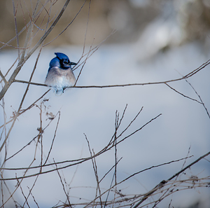 JBS 9522 by James Shedden Photography