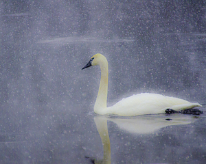 JBS 4477 by James Shedden Photography