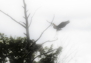 JBS 1831 by James Shedden Photography