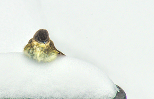 JBS 9269 by James Shedden Photography