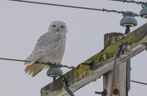 DSC 1879 by James Shedden Photography