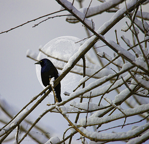 JBS 0164  by James Shedden Photography