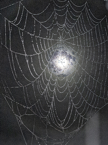 ZJS 8300  by James Shedden Photography