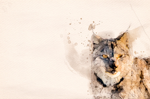 JBS 8771  by James Shedden Photography