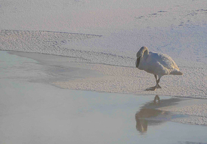 DSC 5823 by James Shedden Photography