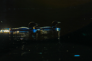 JBS 3176 by James Shedden Photography