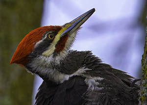 JBS 5301  by James Shedden Photography