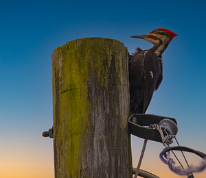 JBS 5368  by James Shedden Photography