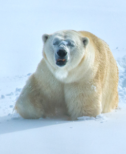 JBS 9357 by James Shedden Photography