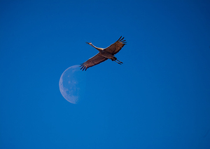 Sandhill and Moon by James Shedden Photography