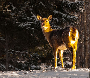 JBS 5478 by James Shedden Photography