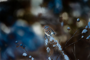 JBS 8295 by James Shedden Photography