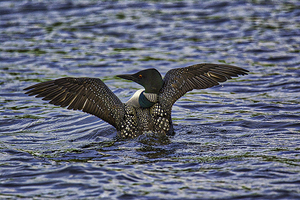 JBS 23852 by James Shedden Photography