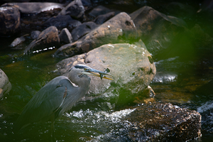 JBS 3491 2 by James Shedden Photography