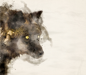 JBS 9070 by James Shedden Photography