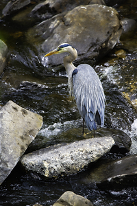 JBS 1574 by James Shedden Photography