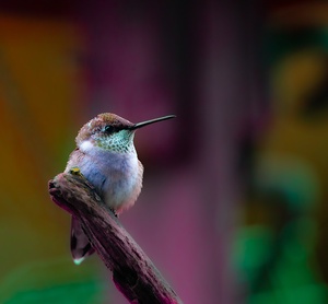 JBS 4382 2 by James Shedden Photography