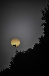 HERON SUNRISE by James Shedden Photography