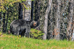 JBS 2617-1 by James Shedden Photography