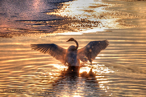 JBS 5877  by James Shedden Photography