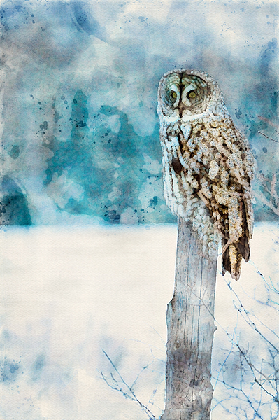 jbs 5420 owl abstract Print