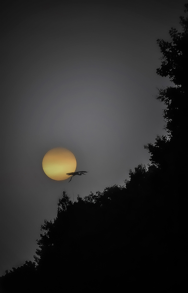 HERON SUNRISE2 Print