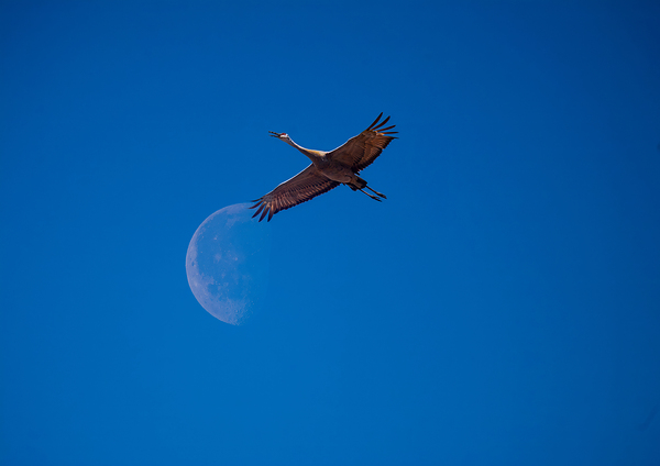 Sandhill and Moon Print