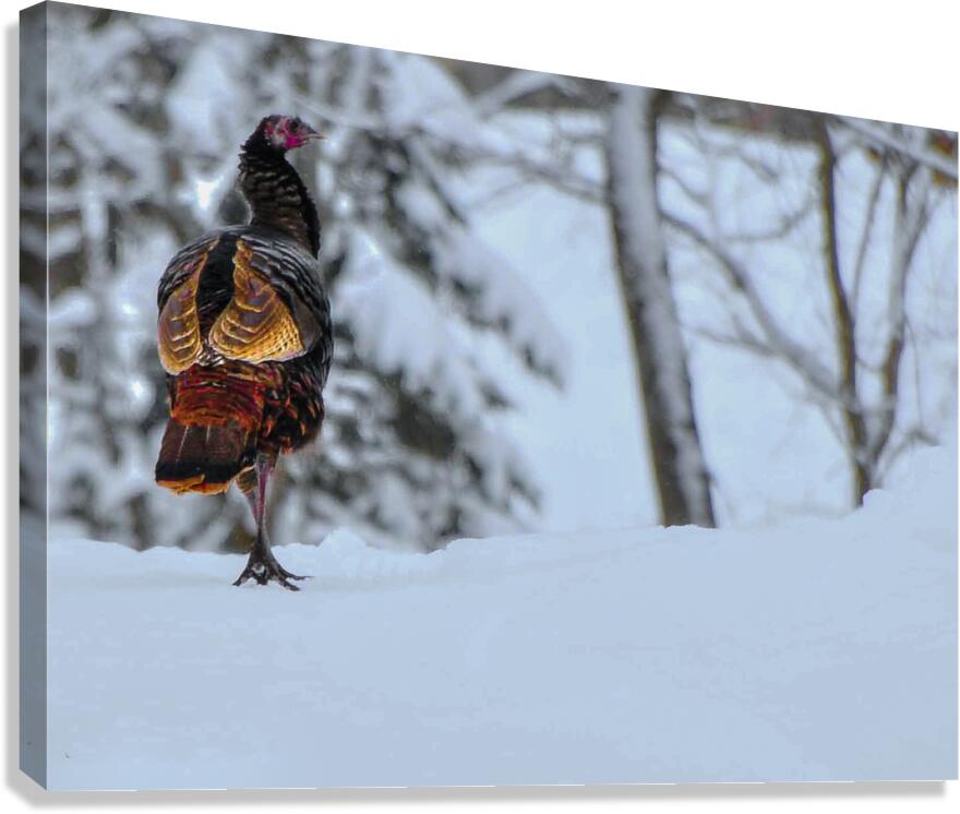 DSC 5553  Canvas Print