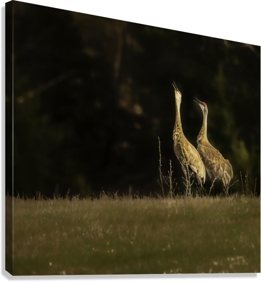 JBS 0918 Canvas Print