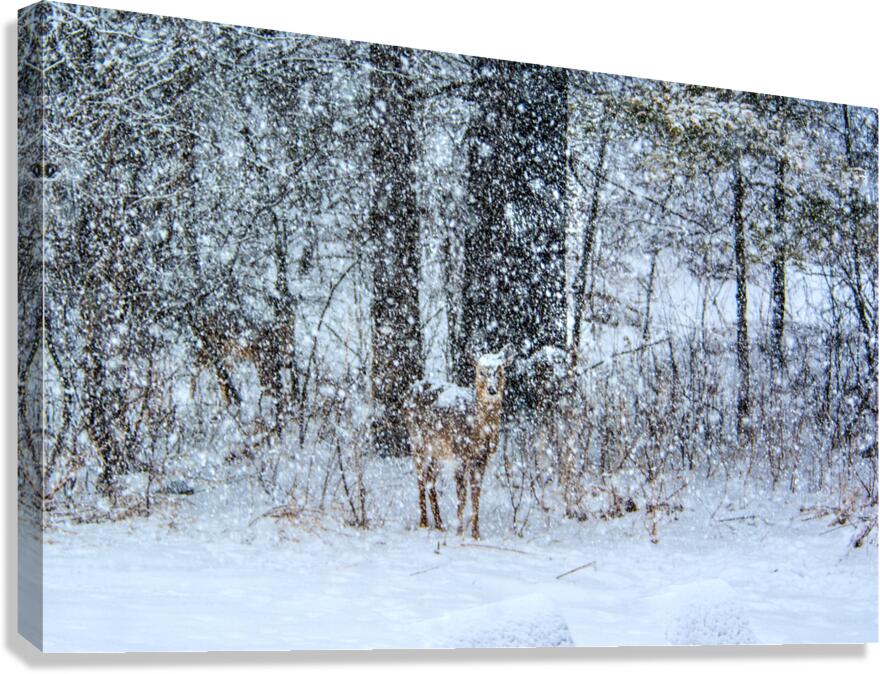 JBS 0383  Canvas Print