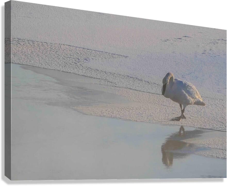 DSC 5823  Canvas Print