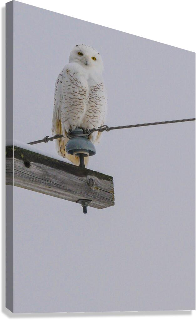 DSC 1897 Canvas Print