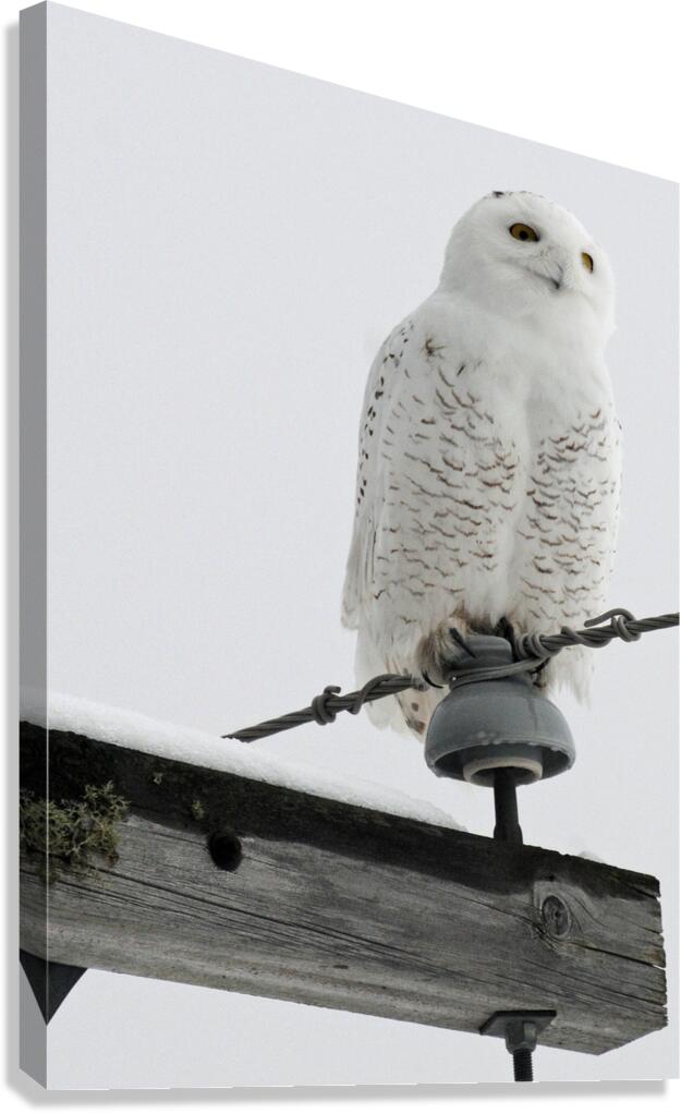 DSC 1902  Canvas Print