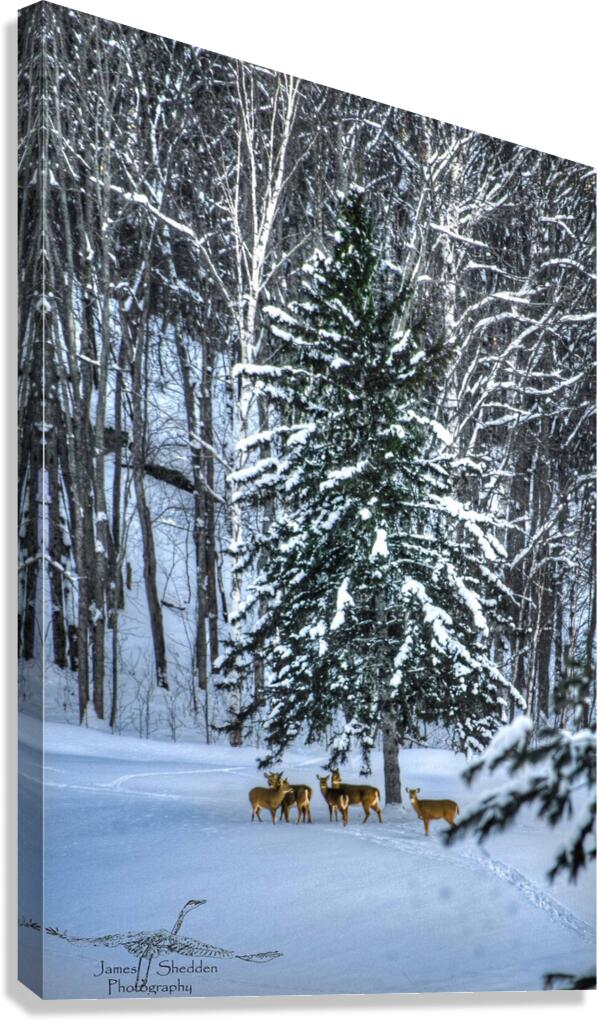 DSC 5638  Canvas Print