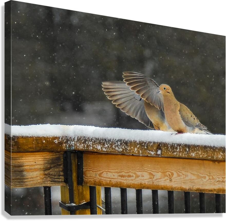  JBS9534 Canvas Print