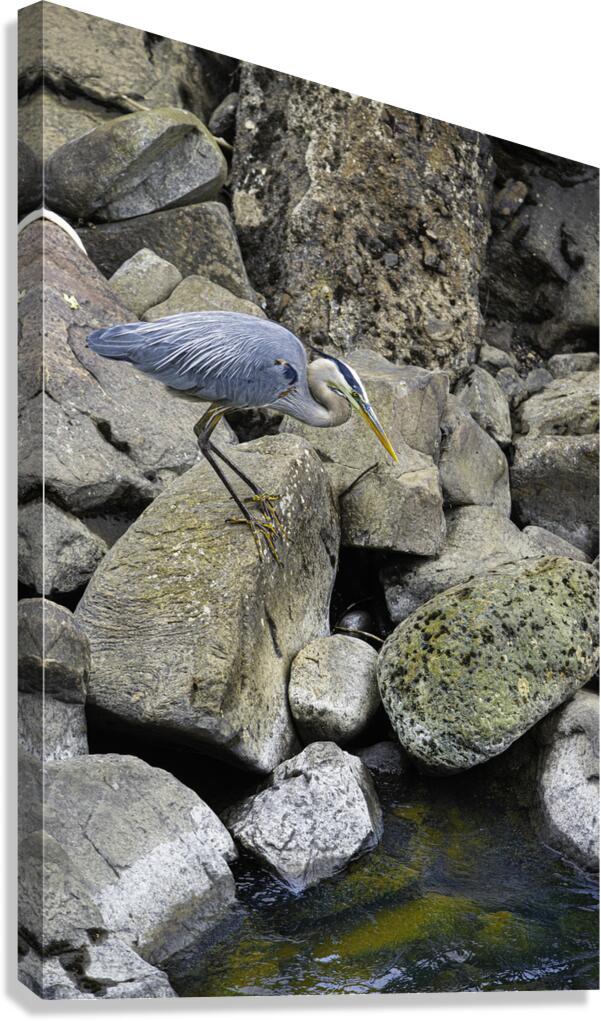 JBS 1629 Canvas Print