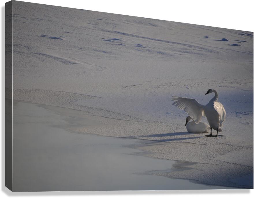 DSC 5806 Canvas Print