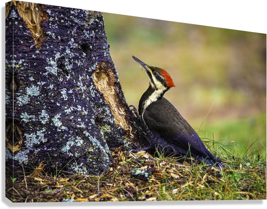 JBS 9742 1 Canvas Print