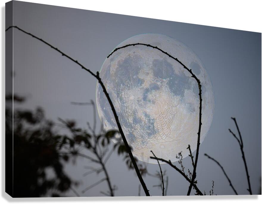 ZJS 8305  Canvas Print