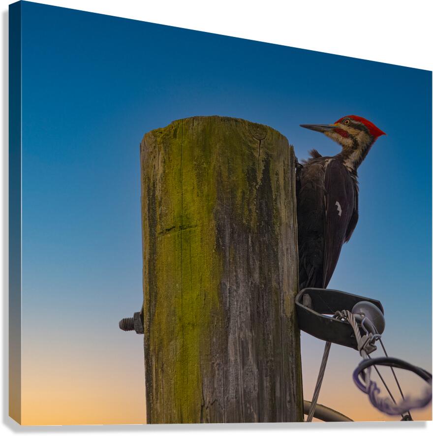 JBS 5368  Canvas Print